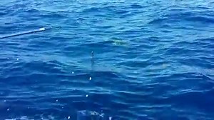 10K views · 50 reactions | THE BIG BULL DOLPHIN FINALE! BIG HEAD TODD from Ohio shakes off the DUVAL FLU as Captain Steve Liberatore and Captain Seth Hopp work their BIG BULL DOLPHIN MAGIC. This video is a perfect example of hard work by the PROFESSIONAL CREW aboard the Key West charter vessel "Premium Time" Act 10 FINAL ACT : ) | FishMonster Key West | Facebook