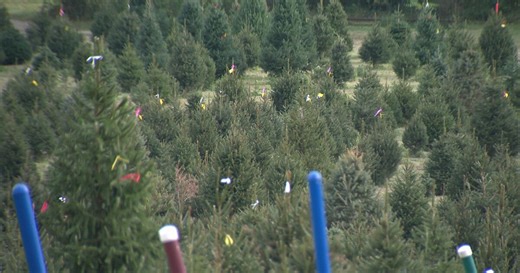 Why are people buying Christmas trees in October? A farm owner explains