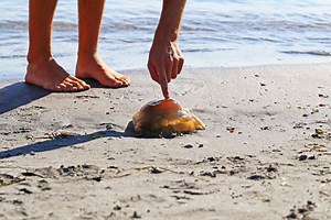 Meduze su preplavile Jadran, a posebno je opaka morska mjesečina: Evo što nikako ne smijete raditi kada vas ožari!