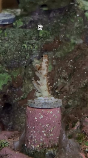 Got Dino’s?? We’ve got you covered. Polyplab Genesis will help. Just ask @jc.reef #polyplab | Polyplab