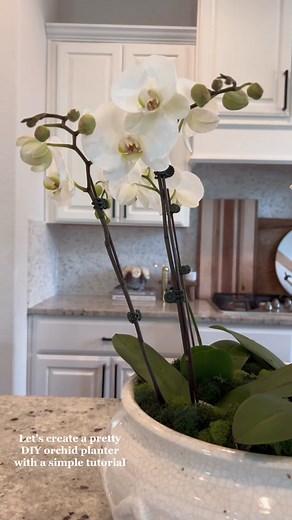 Easy DIY Orchid Planter Ideas for Home Decor
