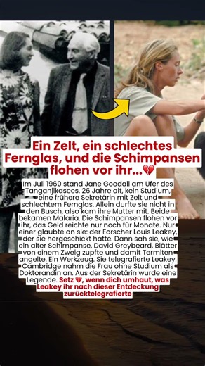 Ein Zelt, ein schlechtes Fernglas, und die Schimpansen flohen vor ihr...💔