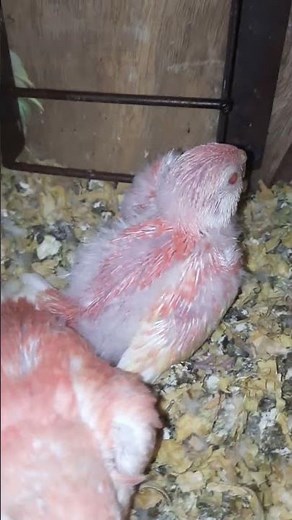 Rubino Bourke Parakeet