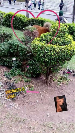 ESTOS MOMENTOS DE MI-THESE MOMENTS OF M-PERRITO ANGELICAL DE LA UMSA CAFESITO OSO INFORMATICA PART 2