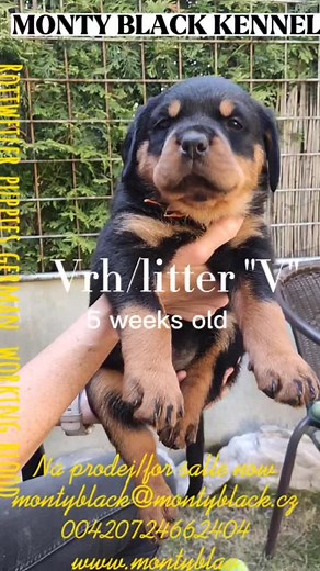 Puppies from rottweiler kennel MONTY BLACK #rottweiler #puppies #workingdog #forsalle