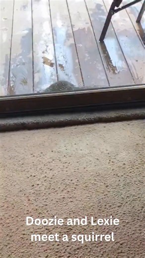 😂 Classic Schnauzer moment! Our two Schnauzers, 𝗗𝗼𝗼𝘇𝗶𝗲 and 𝗟𝗲𝘅𝗶𝗲, had their big showdown with a squirrel... separated only by the patio glass! You can just imagine the excited barking, those wagging tails, and their noses pressed up against the glass—so close, yet so far from achieving true “squirrel security.” Meanwhile, I swear the little squirrel was showing off on the other side! Thanks for the daily dose of doggy drama, you two. Treats coming your way for being such fierce (and 