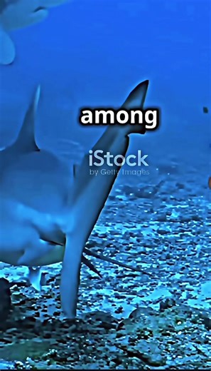 Bull Shark Edit: Dive into the Thrilling World