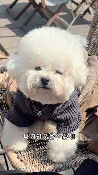 발바닥 젤리곰. #비숑 #가족 #여행 #행복 #딸 #육아 #집 #애견동반 #카페 #반려견 #일상 #영상 #가족여행 #리트리버