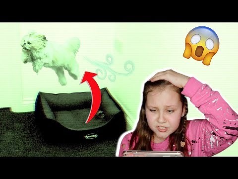 I Recorded My Puppy Sleeping and What Happened Was Funny!!