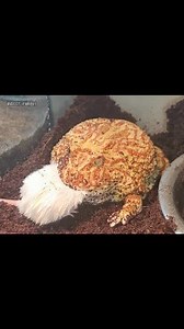 Horned frogs eat white mice. | Insect Forest