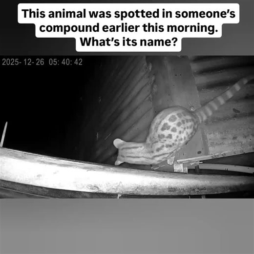 Discover the Unusual Animal Spotted in a Compound