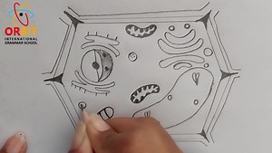 20 reactions | Satisfying Time lapse | Drawing Plant cell Diagram | #biodiagram #biology #plantcell #satisfying #pencilart #handmadartanddesign #art Complete lecture at https://youtu.be/vS8bd7-dGjU | ORBIT International Grammar School | Facebook