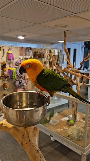 Jenday Conure!!! Come say hi! He is so sweet and steps up! #jendayconure #petstore #conure #royaloakmichigan #bird | Royal Tropical Fish & Bird Haven
