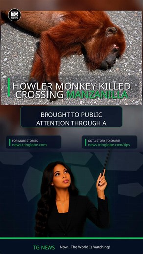 Red Howler Monkey Killed Crossing Manzanilla Road