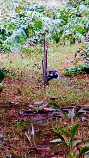 Jerat burung ruak ruak, tadinya ada burung elang tapi beruntung burung ruak ruaknya belum terjerat, elangnya keburu pergi #jeratburungruakruak #jeratracik #birdtrap | Rio Pararean