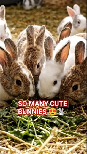 Cute Rabbits Eating Together 🐰 | Adorable Bunny Feeding Time in 4K #Shorts