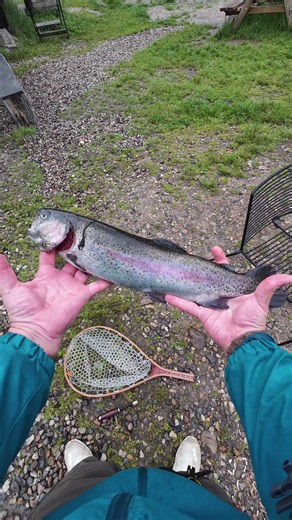 Strong Rainbow Trout: Impressive Catch and Fight