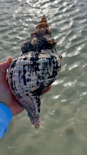 12K views · 512 reactions | What a monster Florida Horse conch, find! This was an empty shell and a great souvenir find for our customer. **#horseconch #florida # shell #shells #naplesflorida #naplesfl #marcoislandflorida #marcoisland #souvenir #souvenirs #find #summerliving #summertime #summer #floridasummer #floridafun #travelflorida #floridatravel #travelbeach #vacation #floridavacation Photo taken by Team Member Capt Colt | Reel Kind Fishing and Tours | Facebook