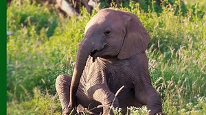 Meet the only woman in Malawi licensed to tranquilize #elephants from helicopters...then watch her do it!! 🐘🚁🎯 | Love Nature