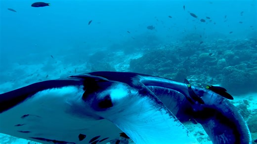 How to train your Manta or how I got bitch slapped by a Manta. When we got to this Manta Cleaning Station we were surrounded by 6 Mantas which is simply amazing. Think of it as Mantas come here for their daily shower, some small cleaner fish and shrimp will eat and remove parasites from their skin. When we started to observe them I was in respectful distance and started to take a Video, the original Video is much longer. I floated perfectly still in mid water but the current pushed me ever so sl