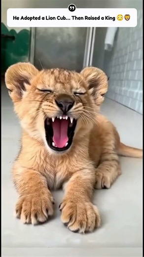 He Adopted a Lion Cub… Then Raised a King 😳🦁