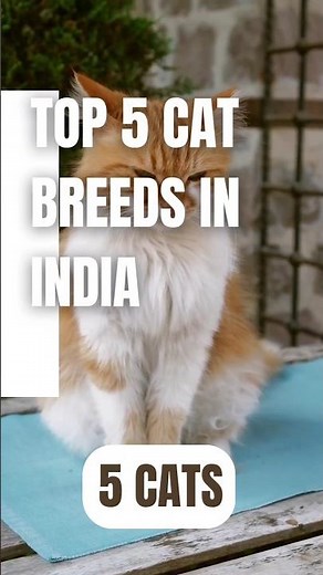 Top 5 Cat breeds in India #cat #top5 #catbreed #indiancat #persiancat #happycat