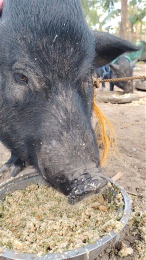 Ang sarap ng kain nila sa AZOLLA, sapal ng niyog, bahaw at konting commercial pellets | KaIsla Vlog Ph