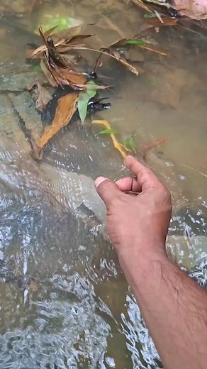 Fish-eating animals #viral #fyp #animals #trending #reell | Alfa Rozi