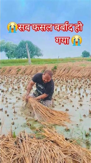 फसल बर्बाद हो गया 😭😭#shortfeed #shortviral #explore #newshorts #viralshorts