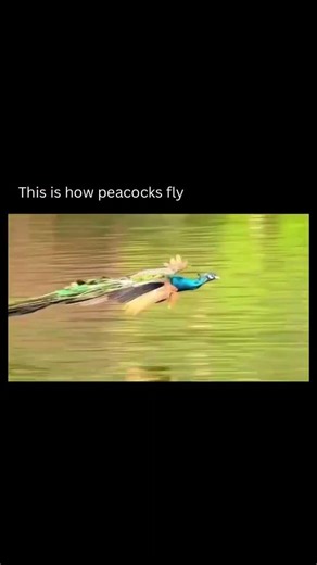 This is how Peacocks fly