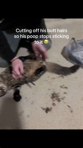 Our son garlic #cat #longhaircat #fyp #couple | cats