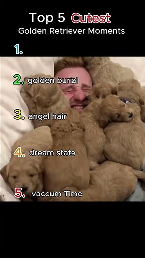Top 5 Cutest Golden Retrievers!!! #dogreels #puppy #goldenretriever #puppylove