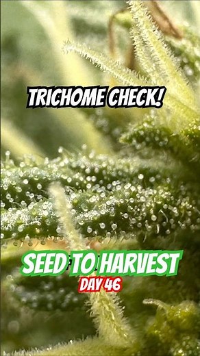 Day 46 🔎 Trichome Check! 🌱 Seed To Harvest 🪴
