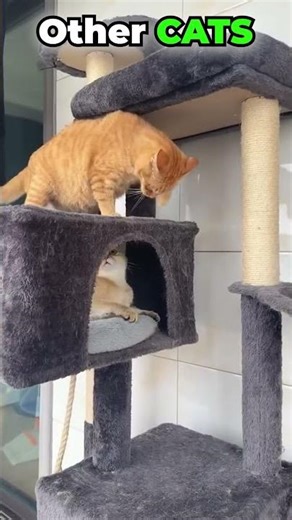 Normal Cats VS KING OF CATS💀(Last one is Insane) #shorts #cats