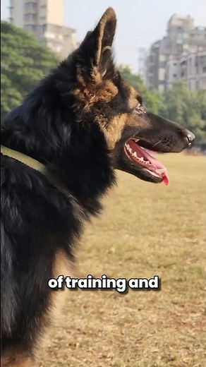 This will MAKE any German Shepherd AGGRESSIVE!