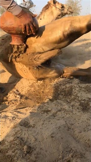 قصة إنسانية تهز القلوب في الصحراء