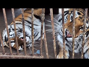 Tiger Feeding Schedule: A Daily Routine 🐯