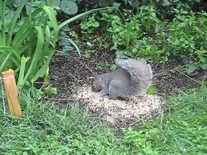 Video for Cats - Squirrels