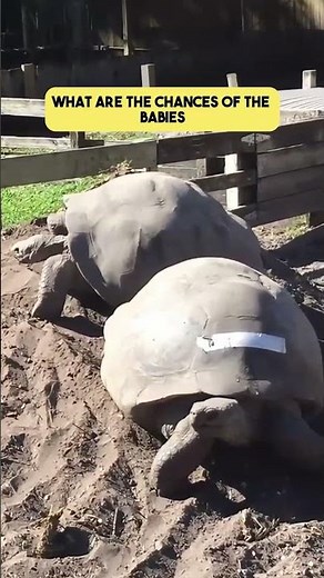 When Do Tortoises Lay Their Eggs?