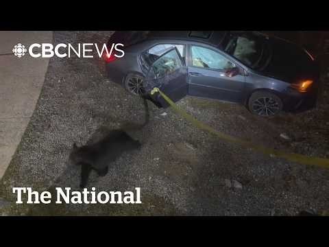 #TheMoment a student missed class because a bear wrecked her car