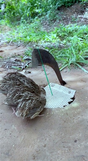 Technique New Bird Trap # Quail Trap #shorts