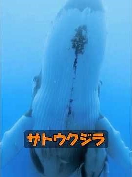 Why aren't killer whales afraid of blue whales? #animals #animalproduction #nature
