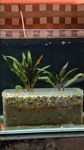 Cryptocoryne Wendtii Tropica(Timelapse).