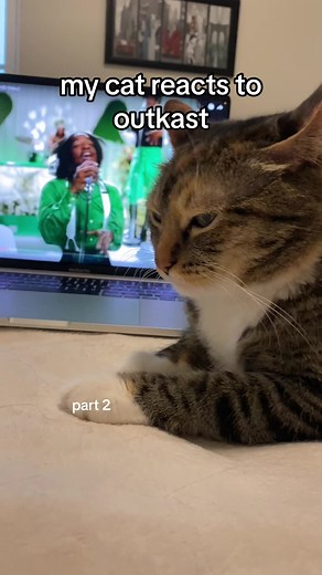 Cat Reacts to OutKast: A Feline Musical Affair