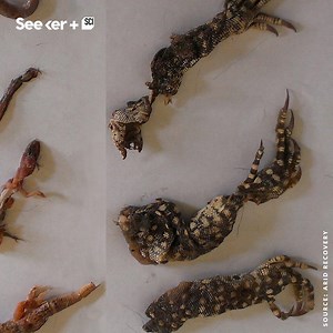 1.2M views · 2.5K reactions | Australia’s feral cats kill over a million reptiles every day and hundreds of millions of birds each year, threatening species with extinction. | Seeker by The Verge | Facebook