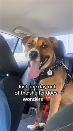 Sailor was looking extra sad in his kennel, but a day out of the shelter brightened his whole world! Taking a shelter dog out, even for just a few hours, provides immense benefits. It breaks up the monotony of kennel life, reduces stress, and gives them a much-needed mental and physical reset. Plus, these outings help them decompress and show off their true personalities, making them more likely to catch the eye of a potential adopter. Consider giving a shelter dog a much-needed day out—it could
