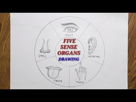 Easy way to draw 5 sense organs/ Five sense organs drawing step by step