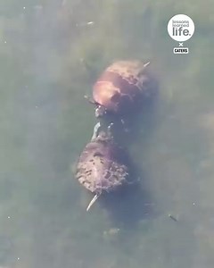 Even turtles love to play and wind up each other 🐢😂 | GOODLAD