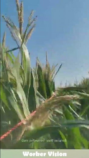 Corn pollination: yield secured! #planting #corn #tips