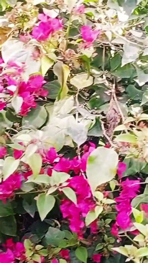 jamane ki tarh #premanandjipravachan #love #trendingshorts #song